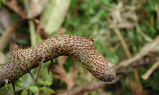 Niphidium anocarpos