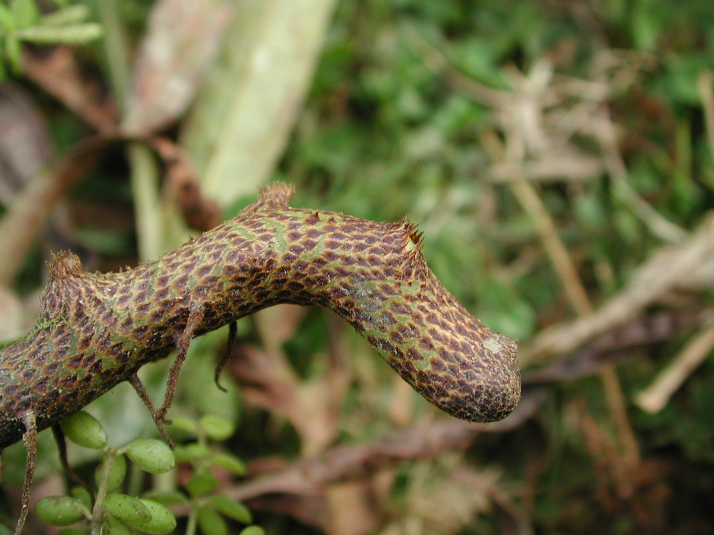 Niphidium anocarpos