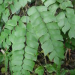 Adiantum peruvianum