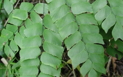 Adiantum peruvianum