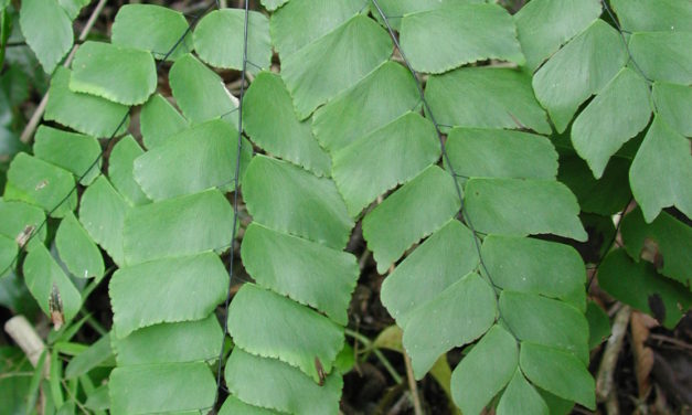 Adiantum peruvianum