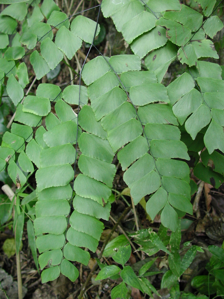 Adiantum peruvianum