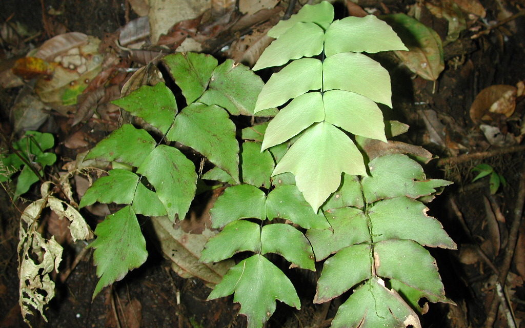 Adiantum macrophyllum