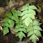 Adiantum macrophyllum