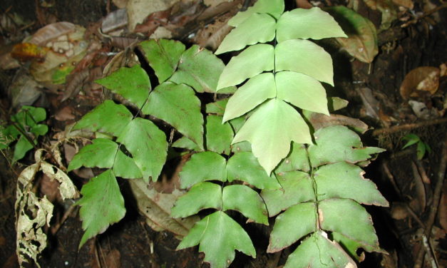 Adiantum macrophyllum