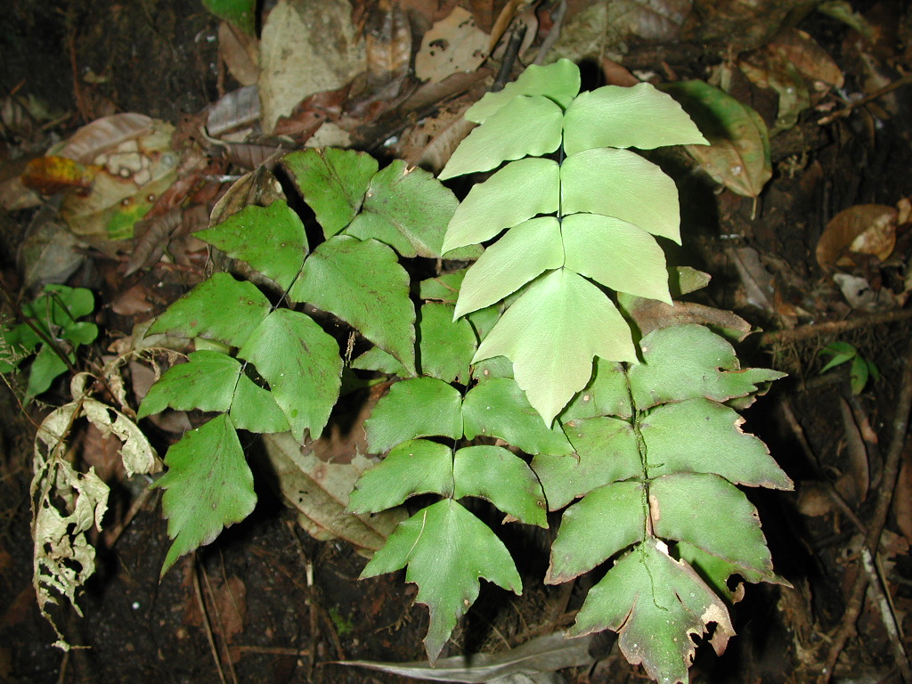 Adiantum macrophyllum