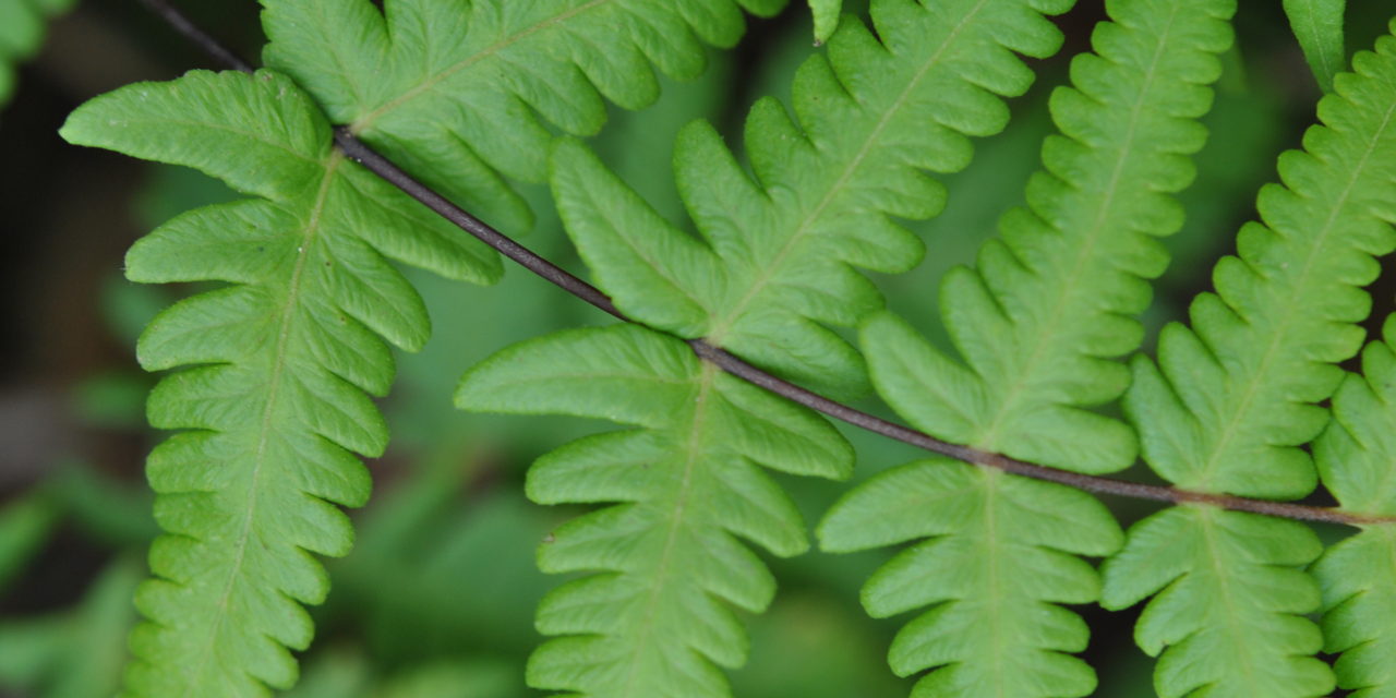 Pseudophegopteris aurita