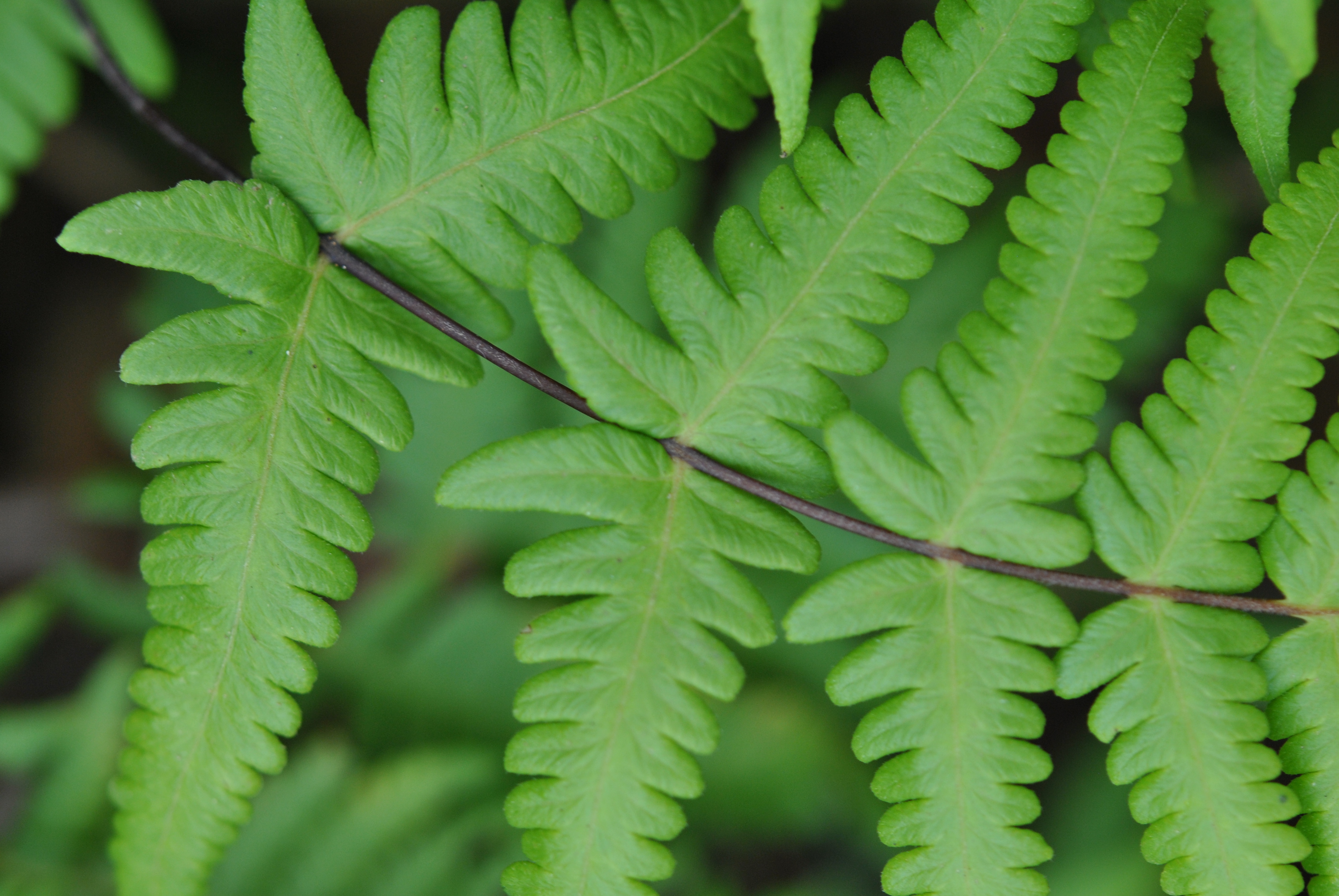 Pseudophegopteris aurita