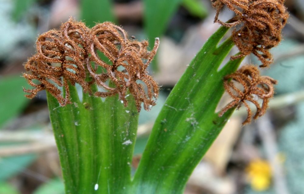 Schizaea elegans