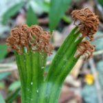 Schizaea elegans