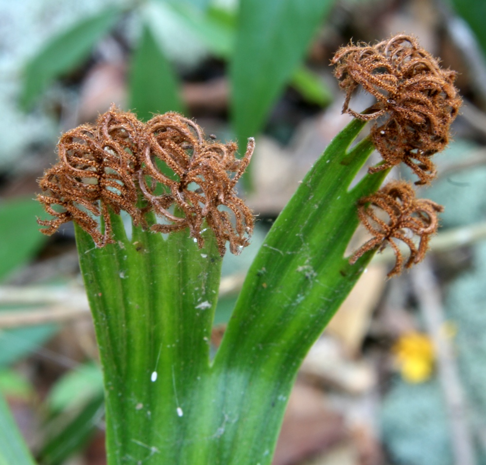 Schizaea elegans