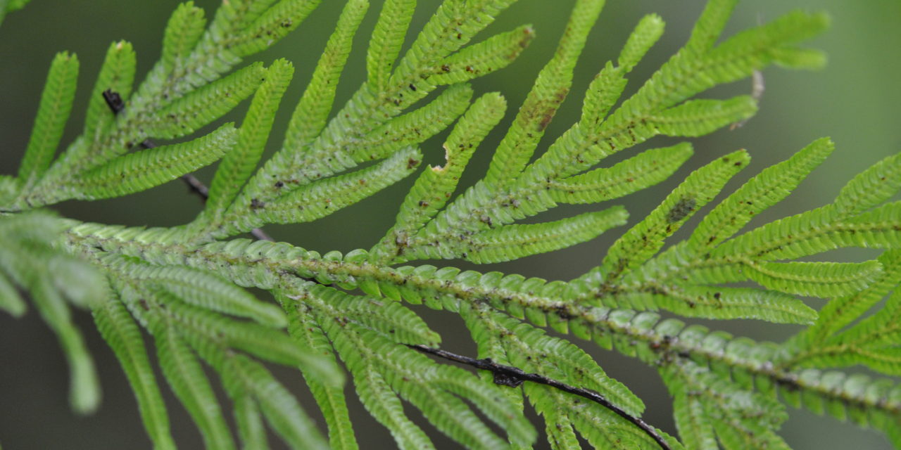 Selaginella involvens