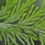 Selaginella involvens