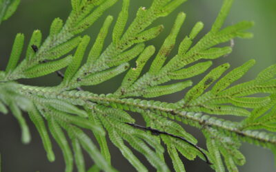 Selaginella involvens