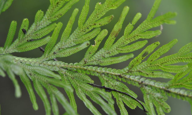 Selaginella involvens