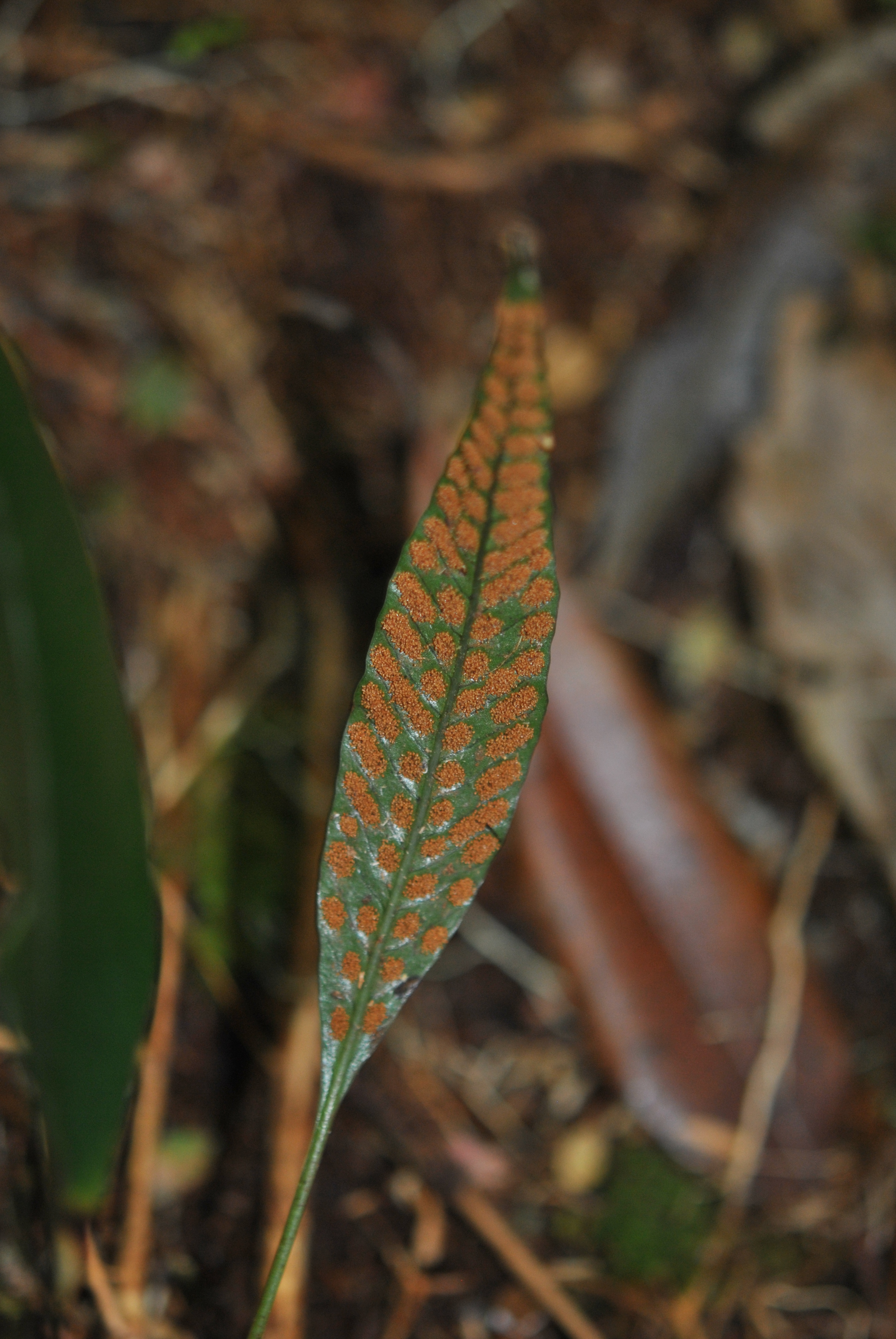 Selliguea caudiformis