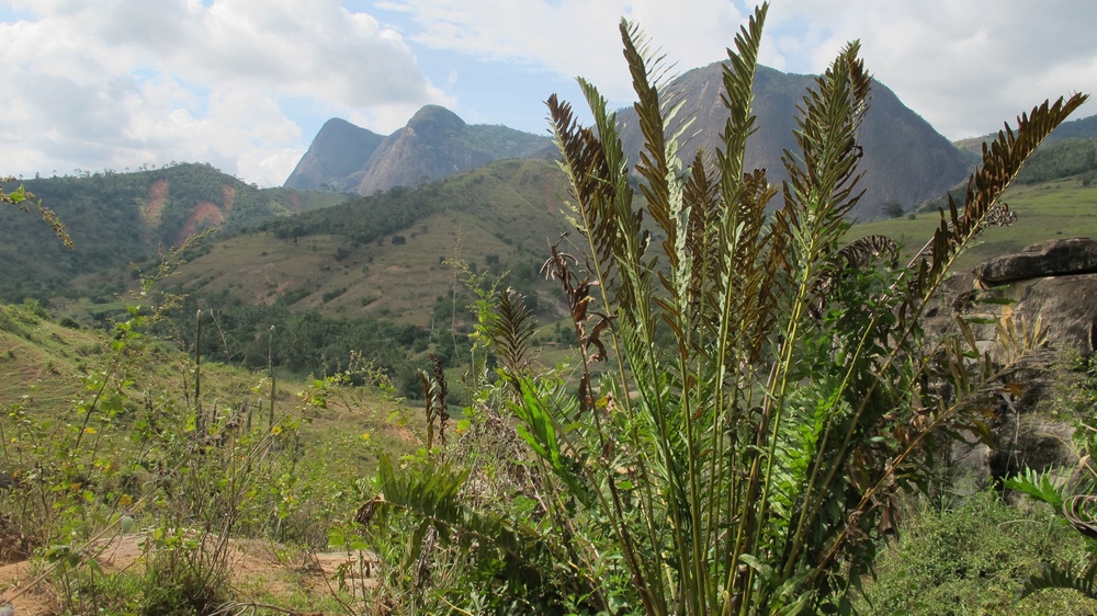 Acrostichum danaeifolium