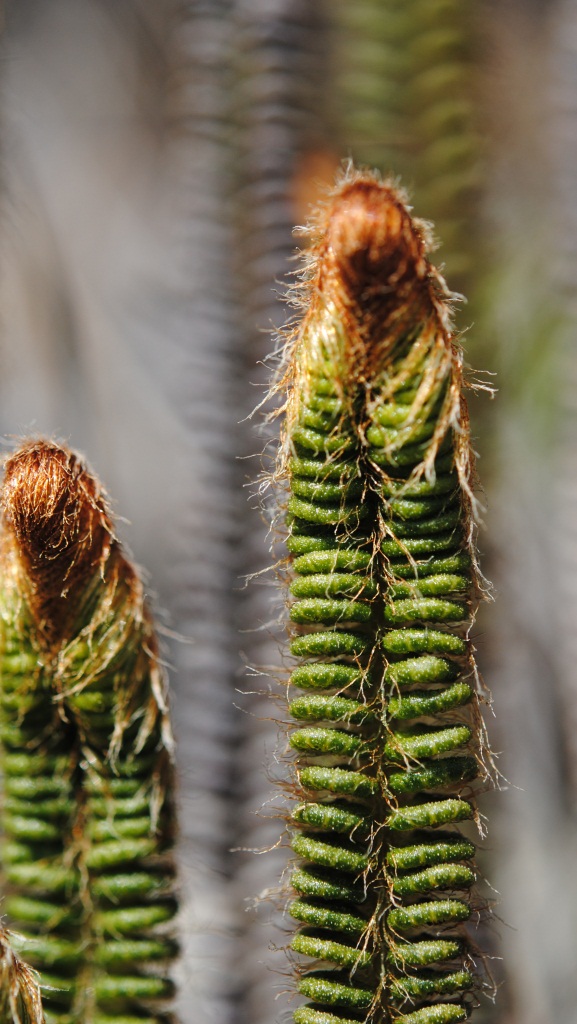 Jamesonia goudotii