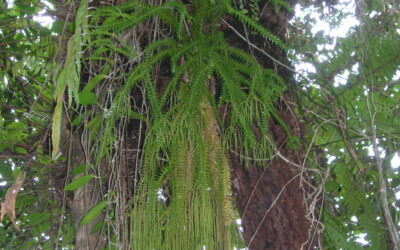 Phlegmariurus phlegmaria