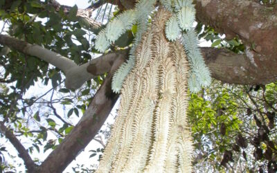 Phlegmariurus dalhousieanus