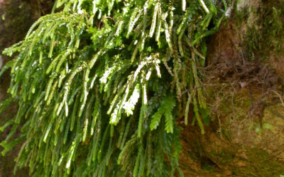 Phlegmariurus marsupiiformis