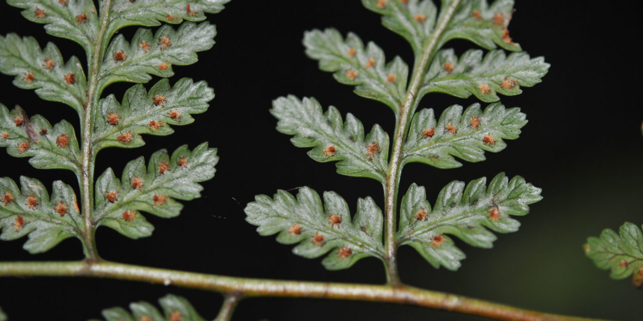 Dryopteris subarborea