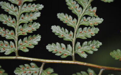 Dryopteris subarborea