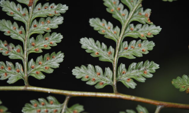 Dryopteris subarborea