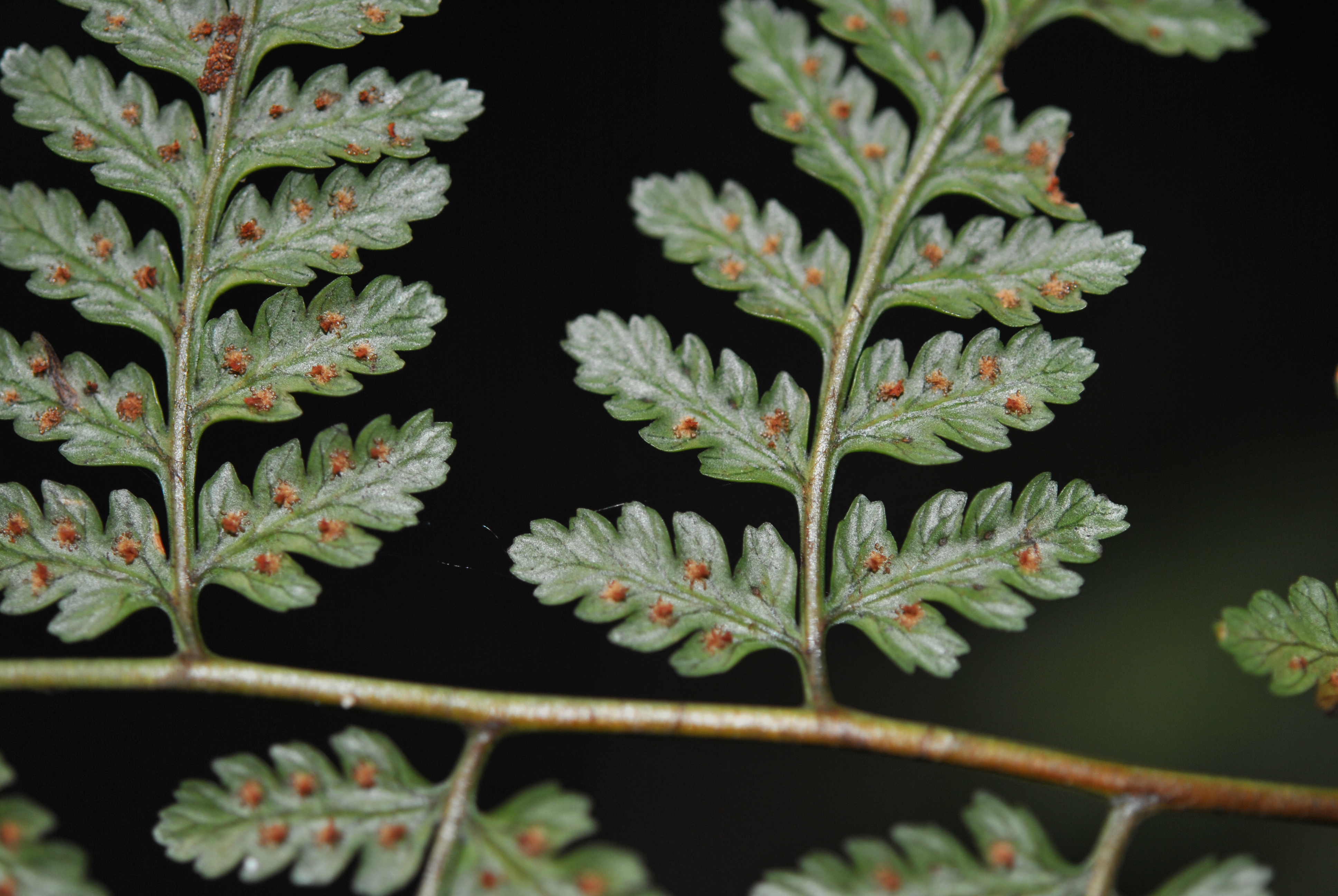 Dryopteris subarborea