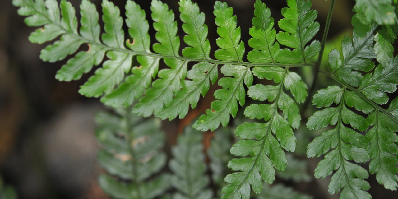 Dryopteris sparsa