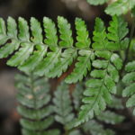 Dryopteris sparsa