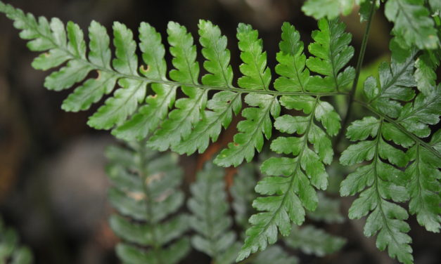 Dryopteris sparsa