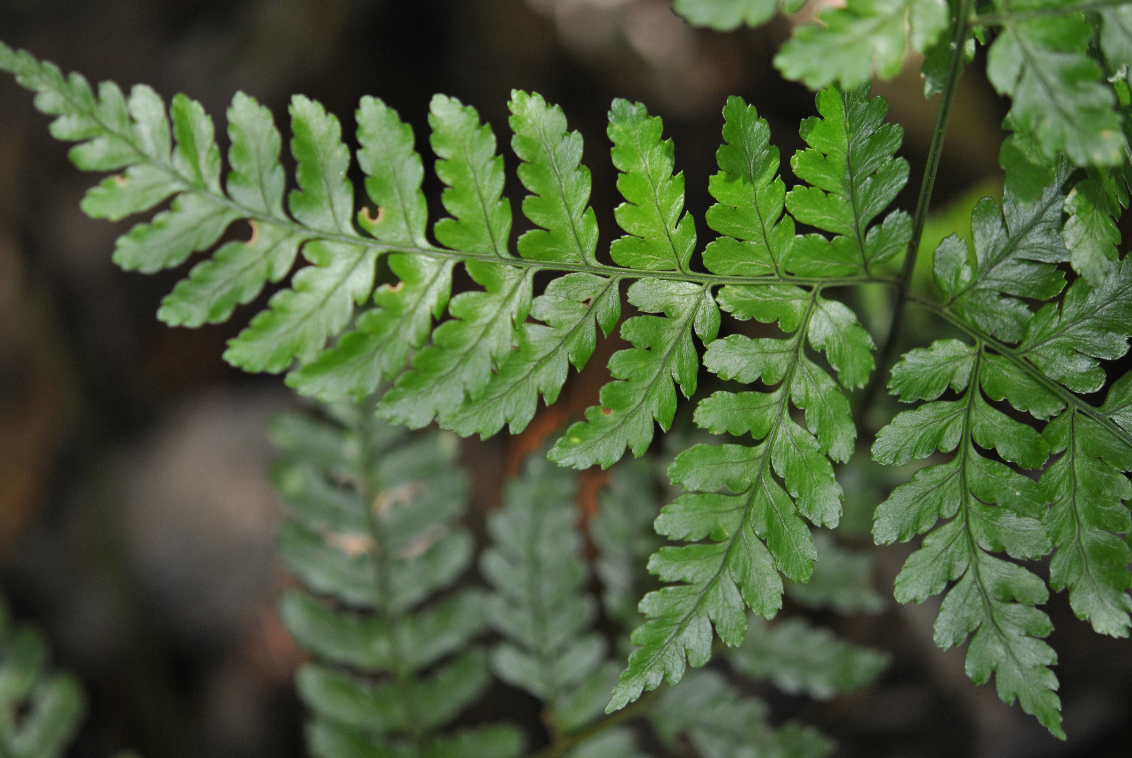 Dryopteris sparsa