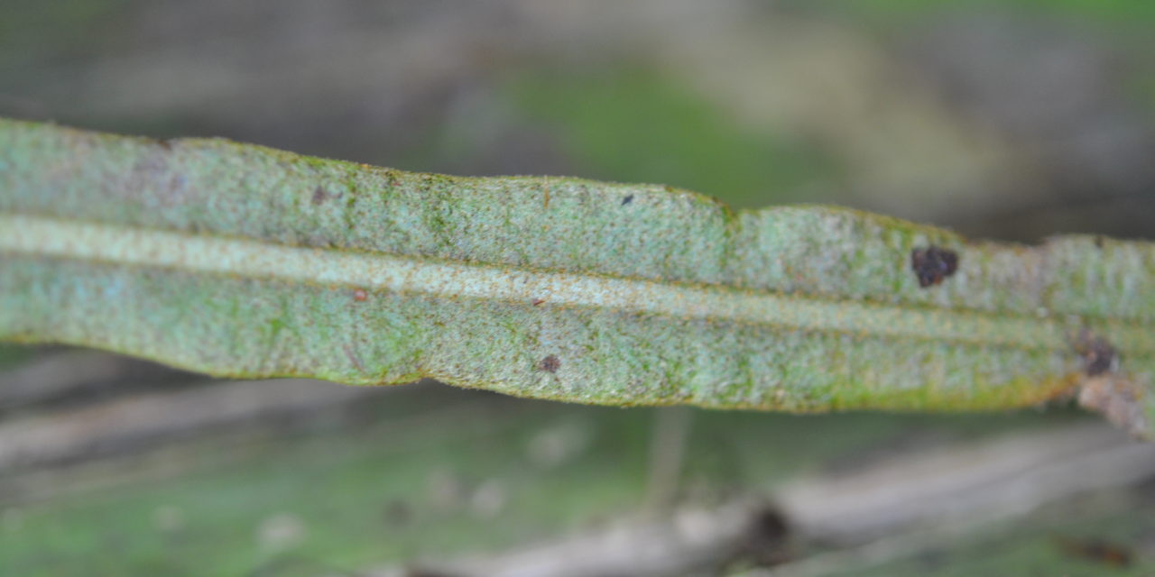 Elaphoglossum heterolepium