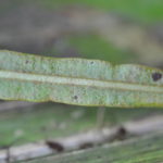 Elaphoglossum heterolepium