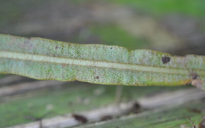 Elaphoglossum heterolepium