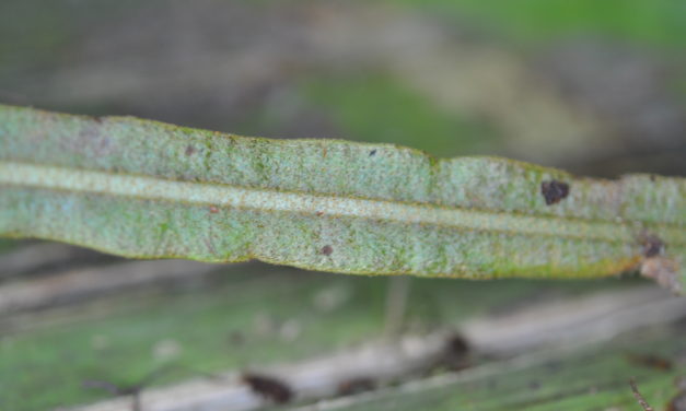 Elaphoglossum heterolepium