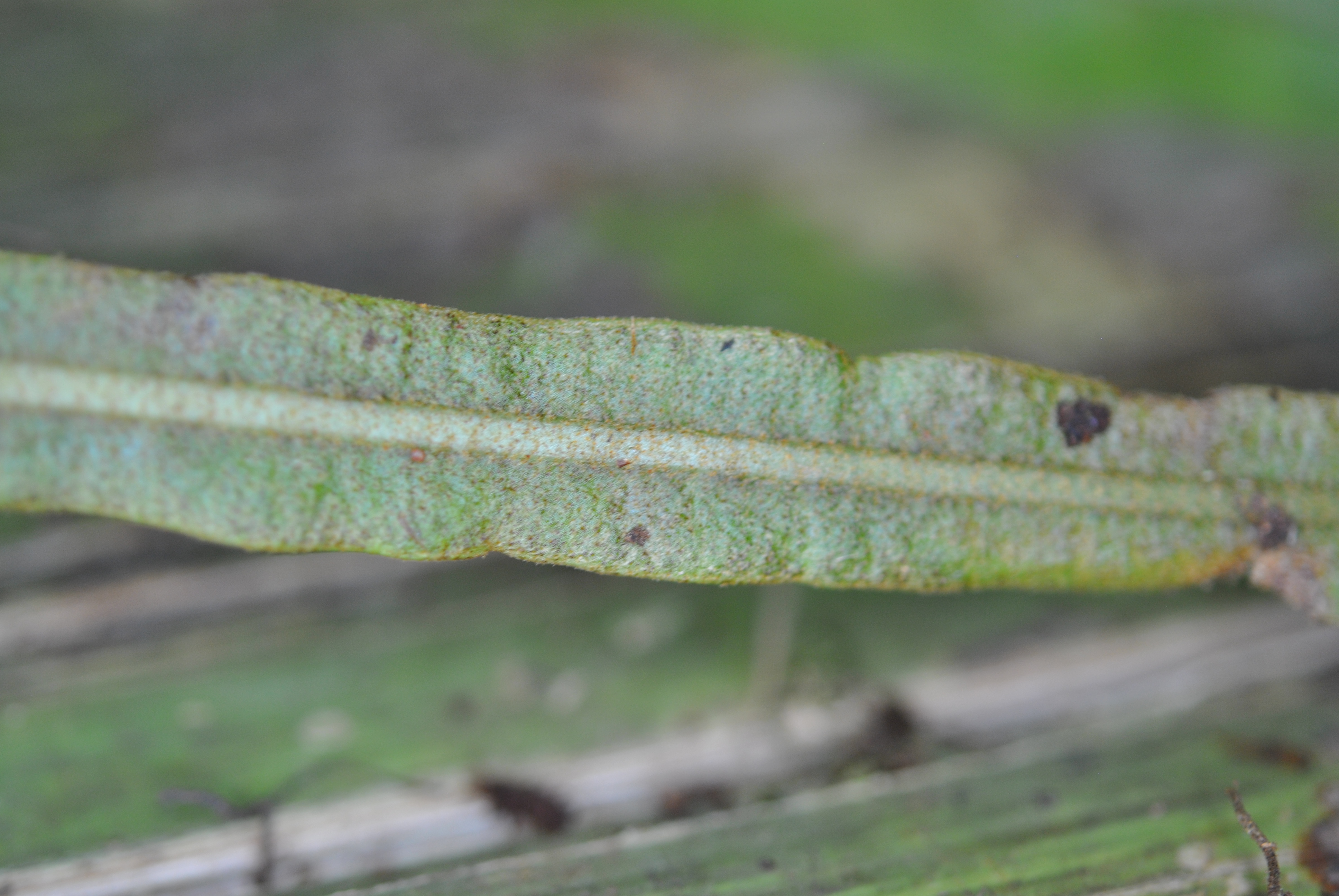 Elaphoglossum heterolepium