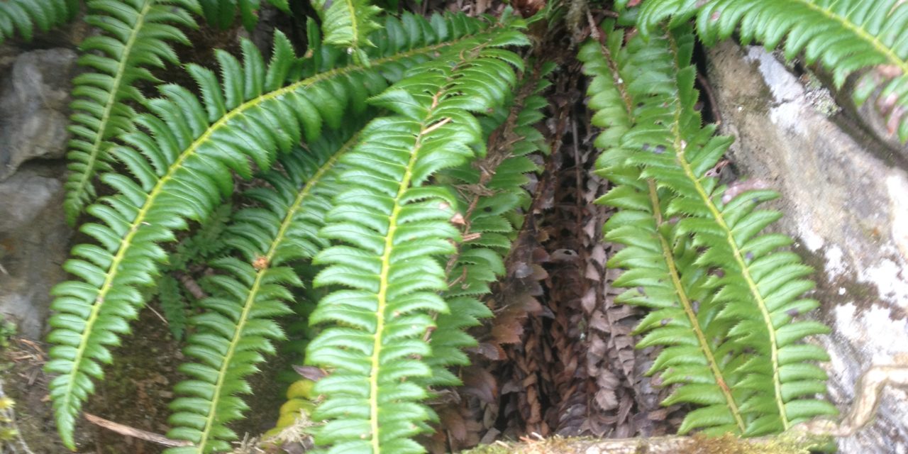 Polystichum lonchitis