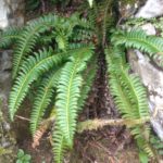 Polystichum lonchitis