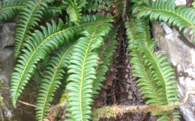 Polystichum lonchitis