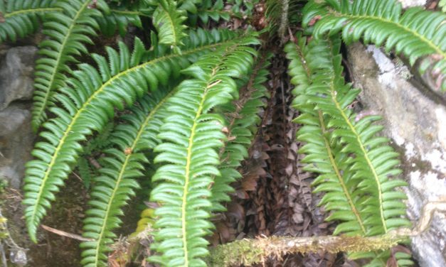 Polystichum lonchitis