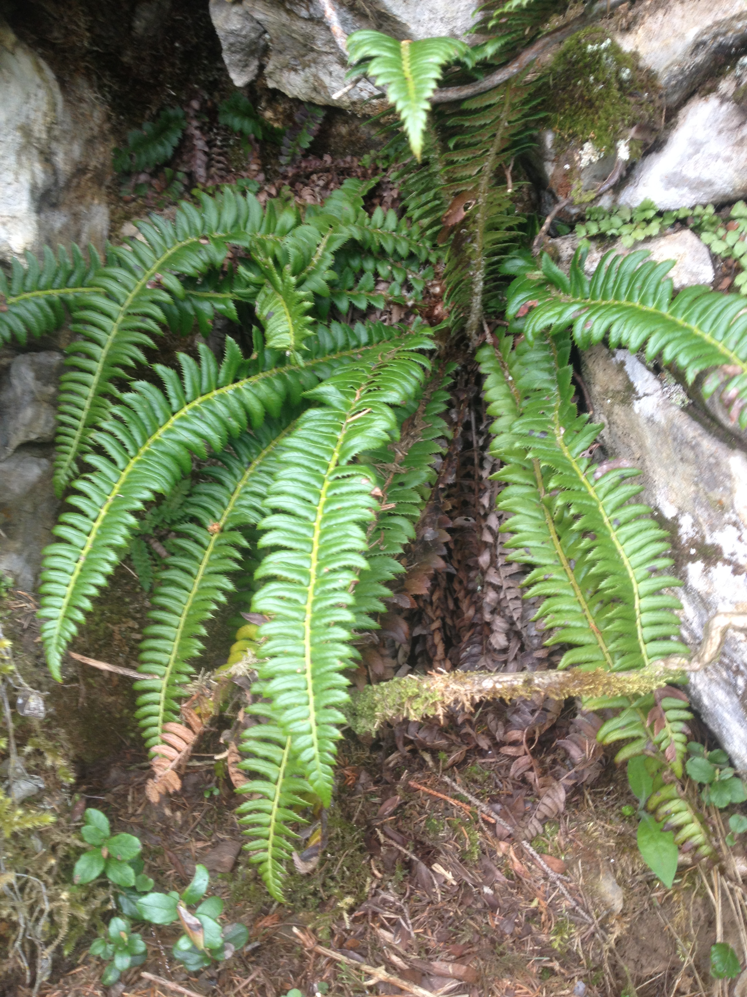 Polystichum lonchitis