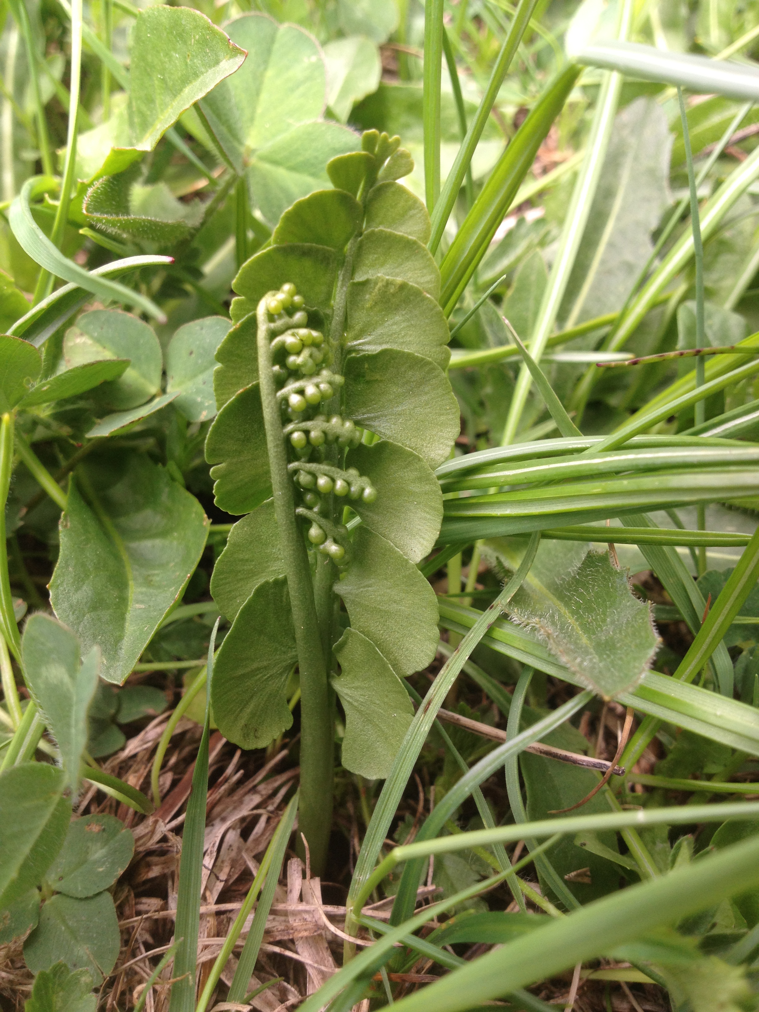 Botrychium lunaria