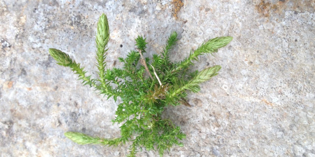 Selaginella selaginoides