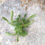 Selaginella selaginoides