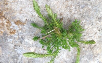 Selaginella selaginoides