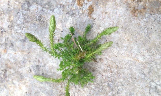 Selaginella selaginoides