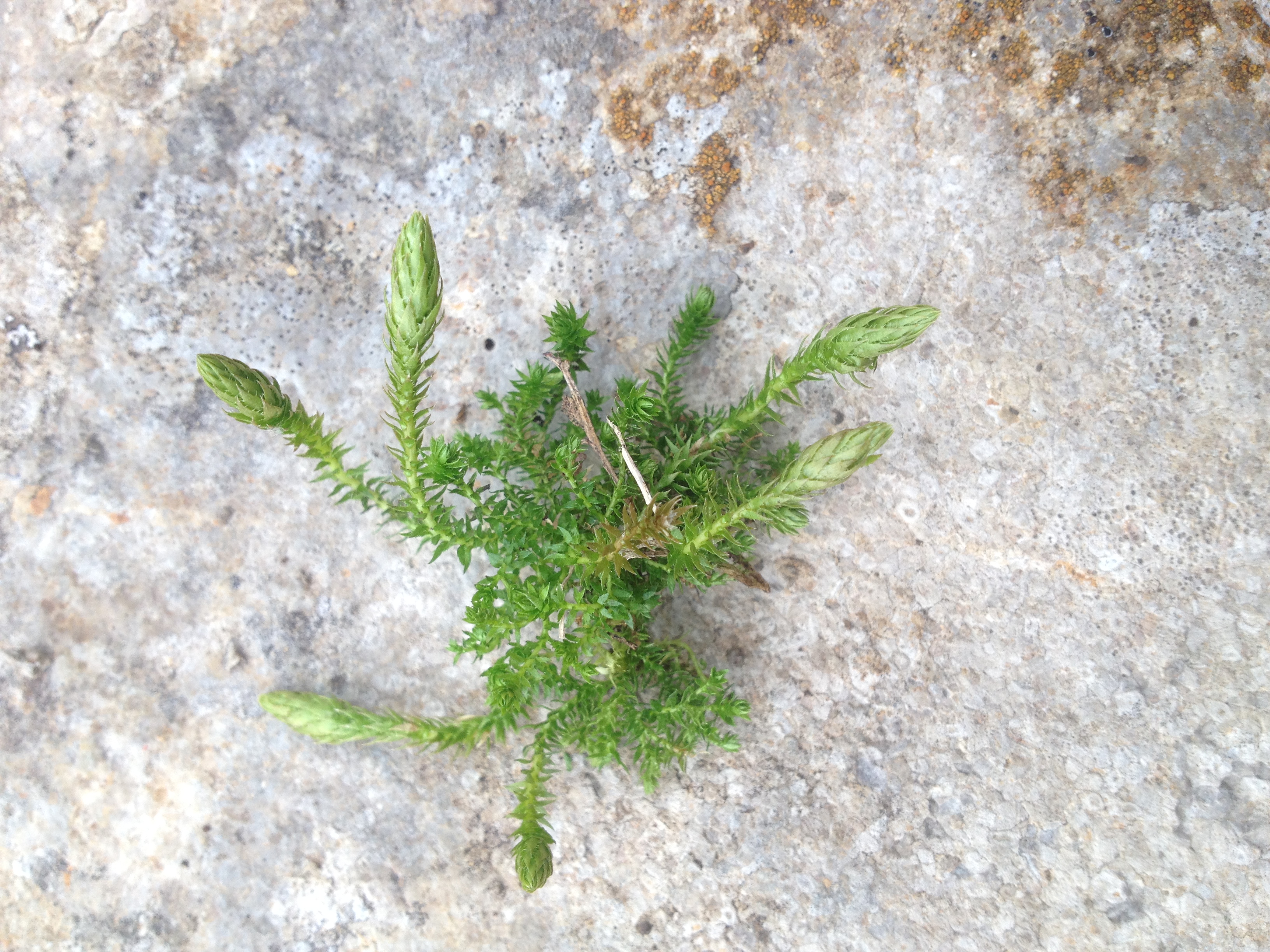 Selaginella selaginoides