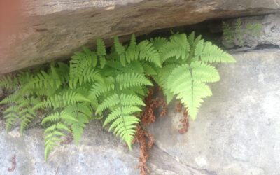 Gymnocarpium robertianum